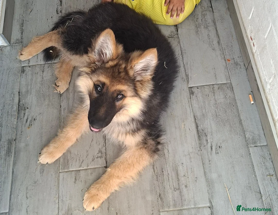 German Shepherd dogs for sale: Chico - Advert 2