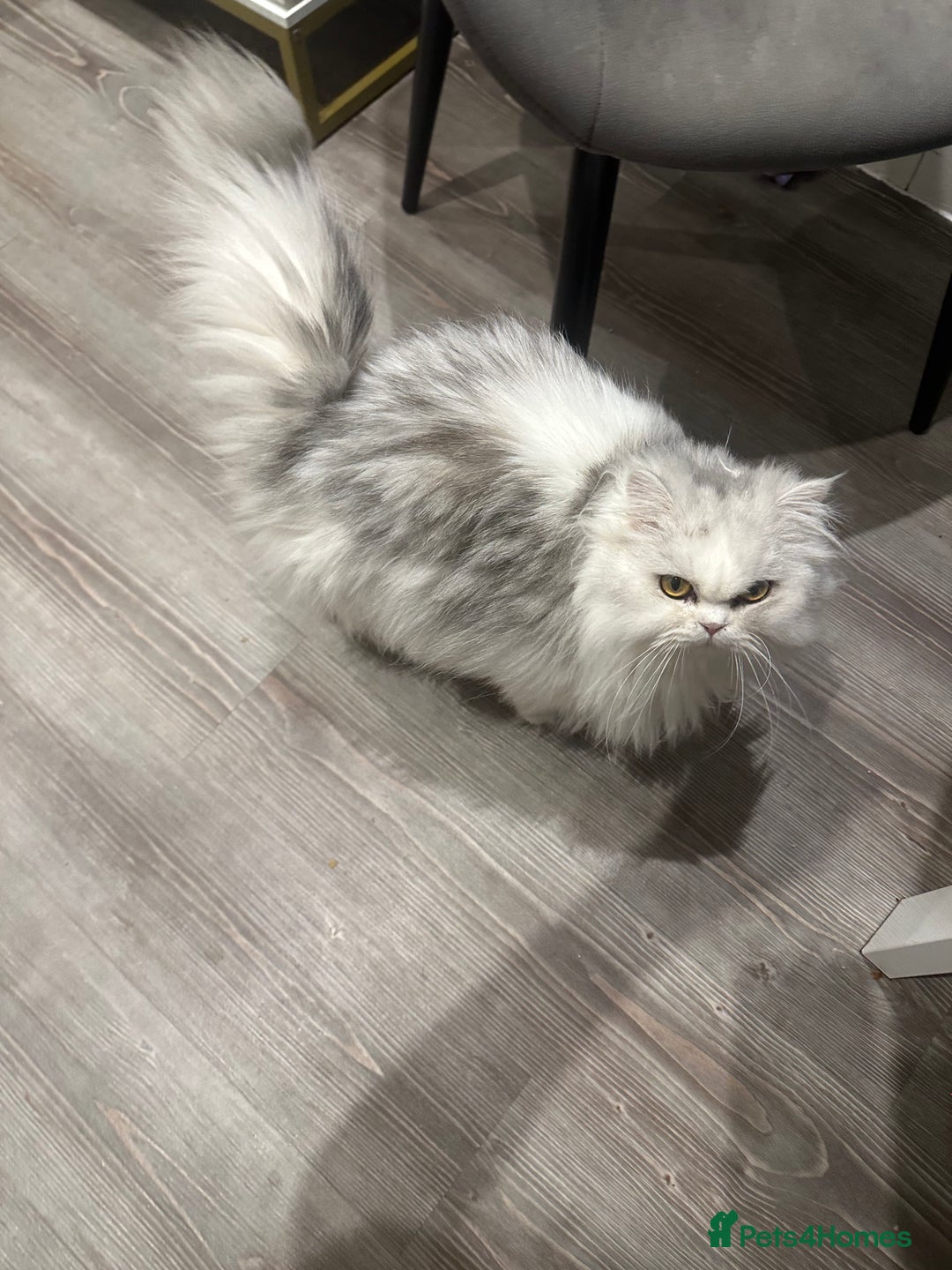 Persian cats for sale: Beautiful Persian girl - Advert 2