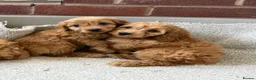 Cockapoo dogs for sale: F1 Cockapoo Puppies - Advert 1