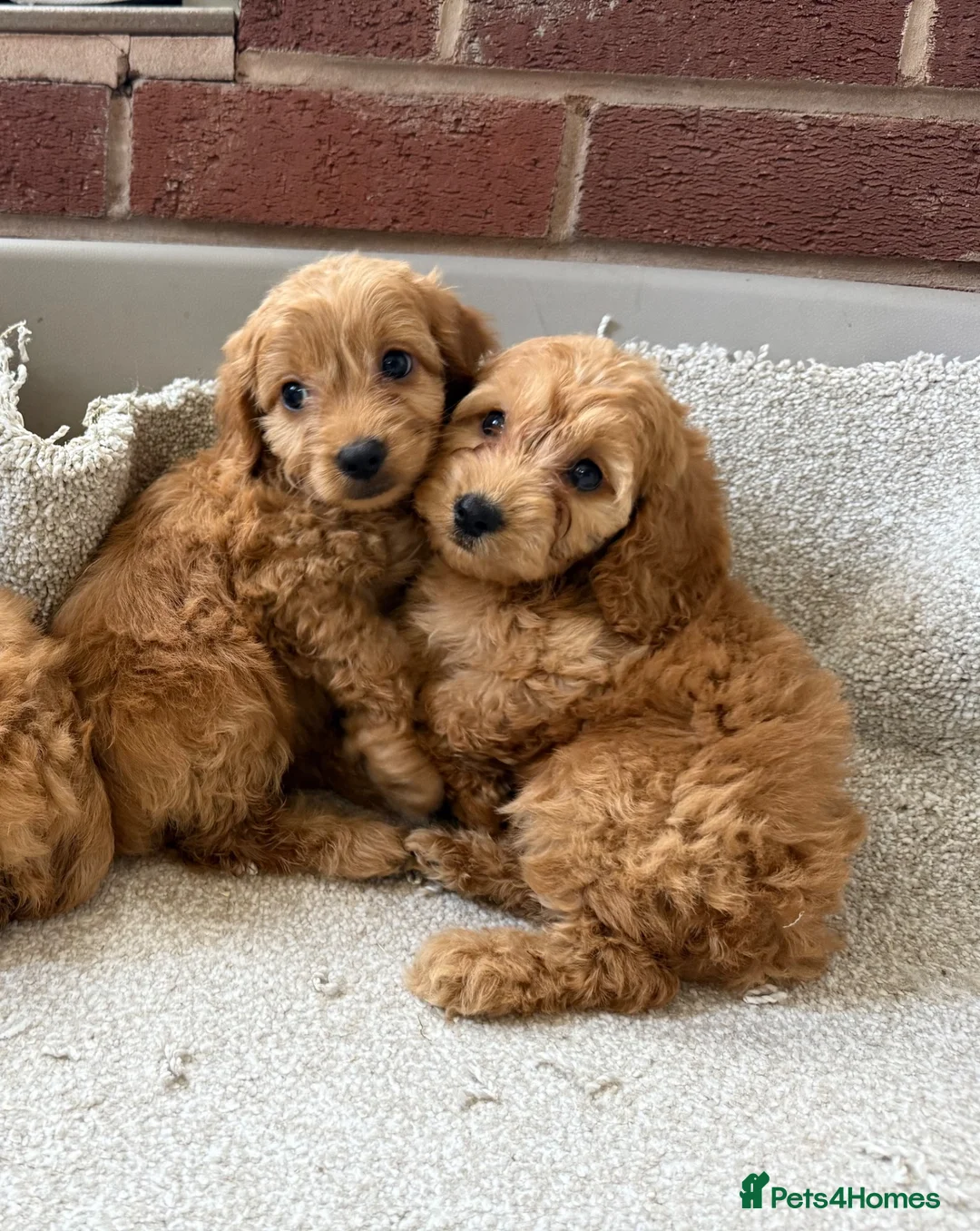 Cockapoo dogs for sale: F1 Cockapoo Puppies - Advert 1