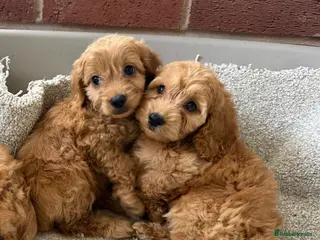 Cockapoo dogs F1 Cockapoo Puppies - Advert 15