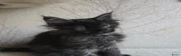 Maine Coon cats for sale: READY NOW Black Smoke Maine Coon Kitten - Advert 7