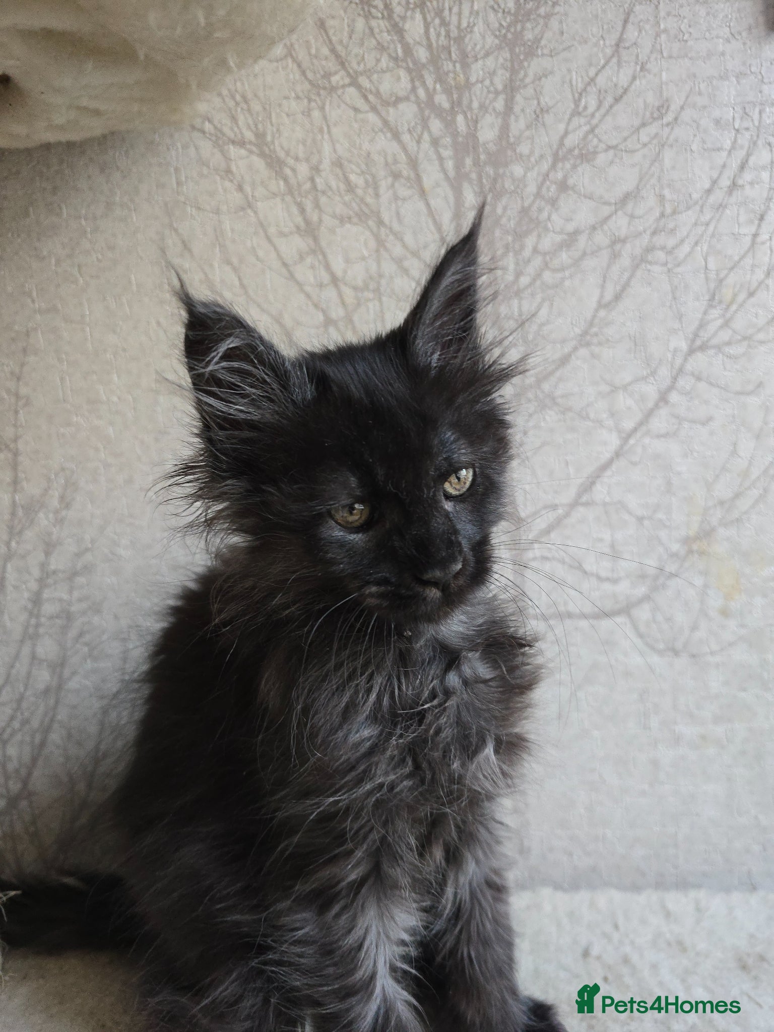 Maine Coon cats Sweetest Black Smoke Maine Coon Kitten - Advert 14