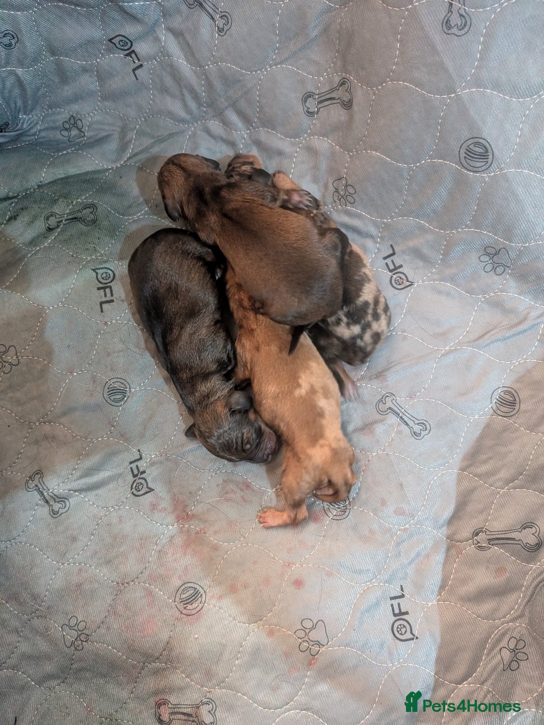 Dachshund dogs for sale: Dachshund puppies  - Advert 29