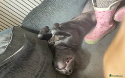 Staffordshire Bull Terrier dogs for sale: Kc reg staffordshire bull terrier female - Image 5