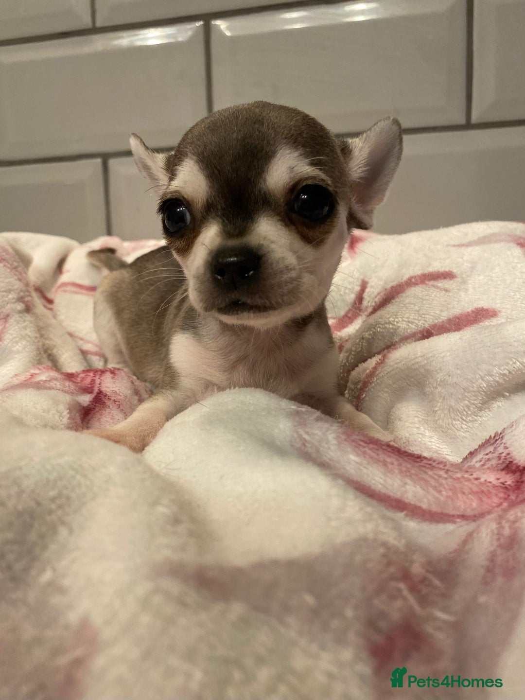 Chihuahua dogs for sale: Chihuahua puppies for sale  - Image 7
