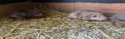 Guinea Pig rodents for sale: 🐹 Stunning Alpaca Guinea Pigs – 3 Male Brothers  - Advert 16