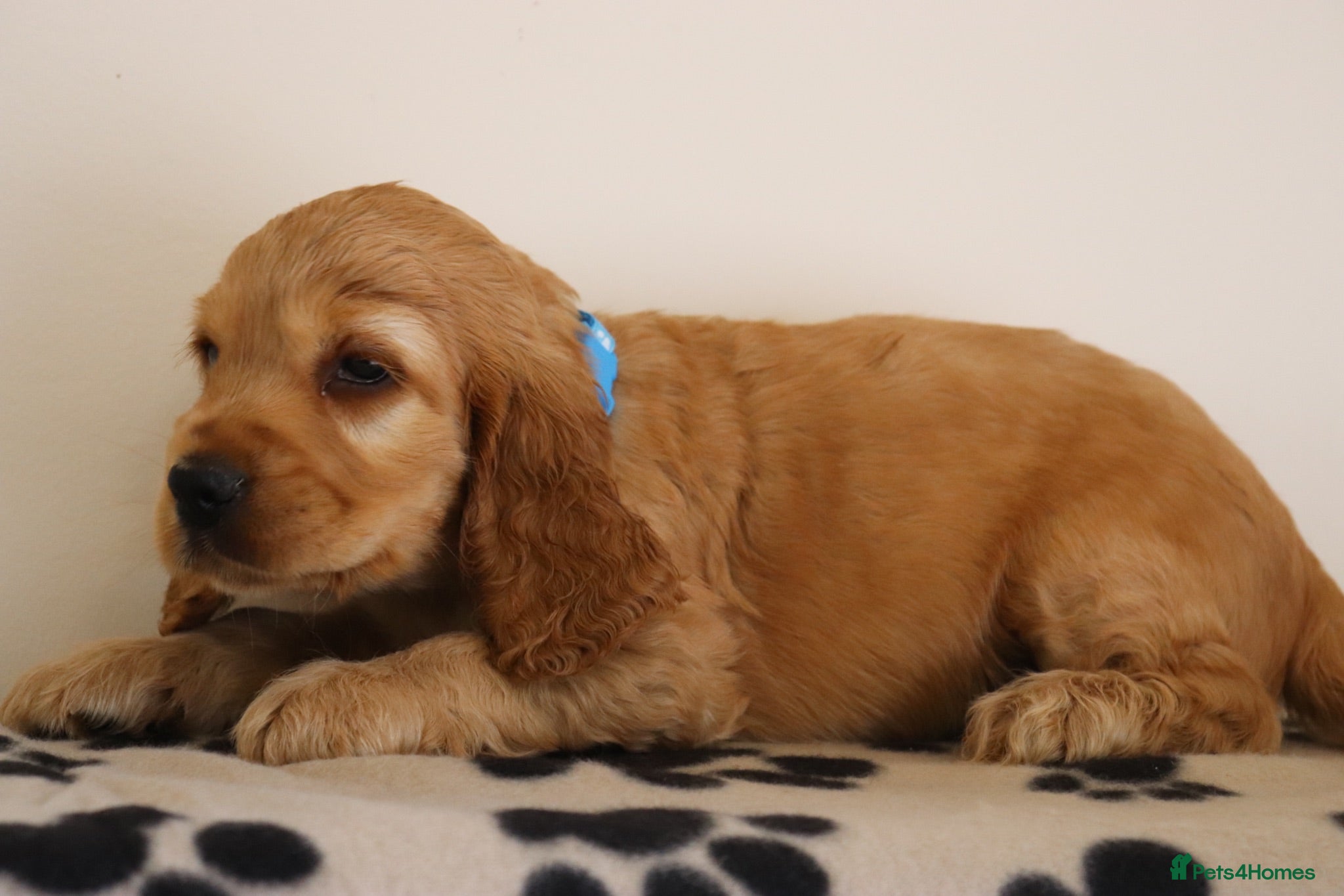 Cocker Spaniel dogs Show cocker spaniels  - Advert 2