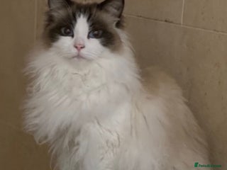 Ragdoll cats - Advert 15