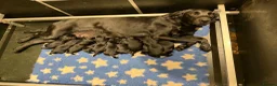 Labrador Retriever dogs for sale: 11 KC Labrador puppies - Advert 1