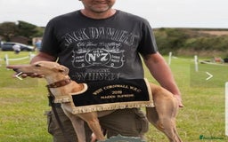 Whippet dogs for stud: KC Registered Whippet Dog in Swadlincote - Image 1