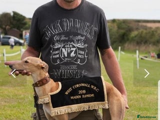 Whippet dogs in Swadlincote - Advert 3