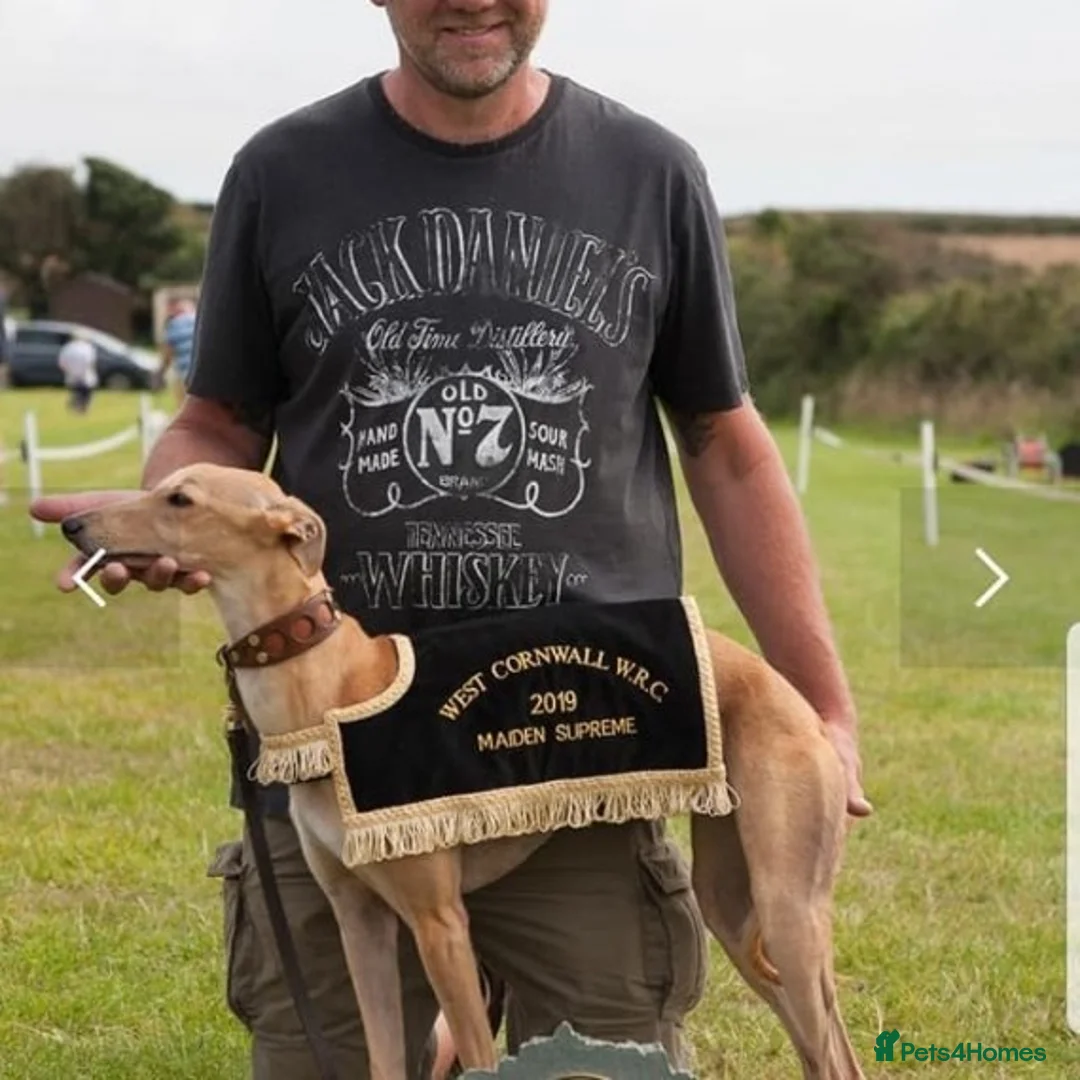 Whippet dogs for stud: KC Registered Whippet Dog in Swadlincote - Advert 1