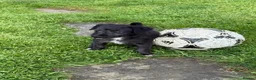 Mixed Breed dogs for sale: First Cross Bedlington Whippets in Whitby - Advert 6