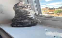 British Shorthair cats for sale: 🐾 Adorable Kittens Looking for  Home! 🐾 - Image 5