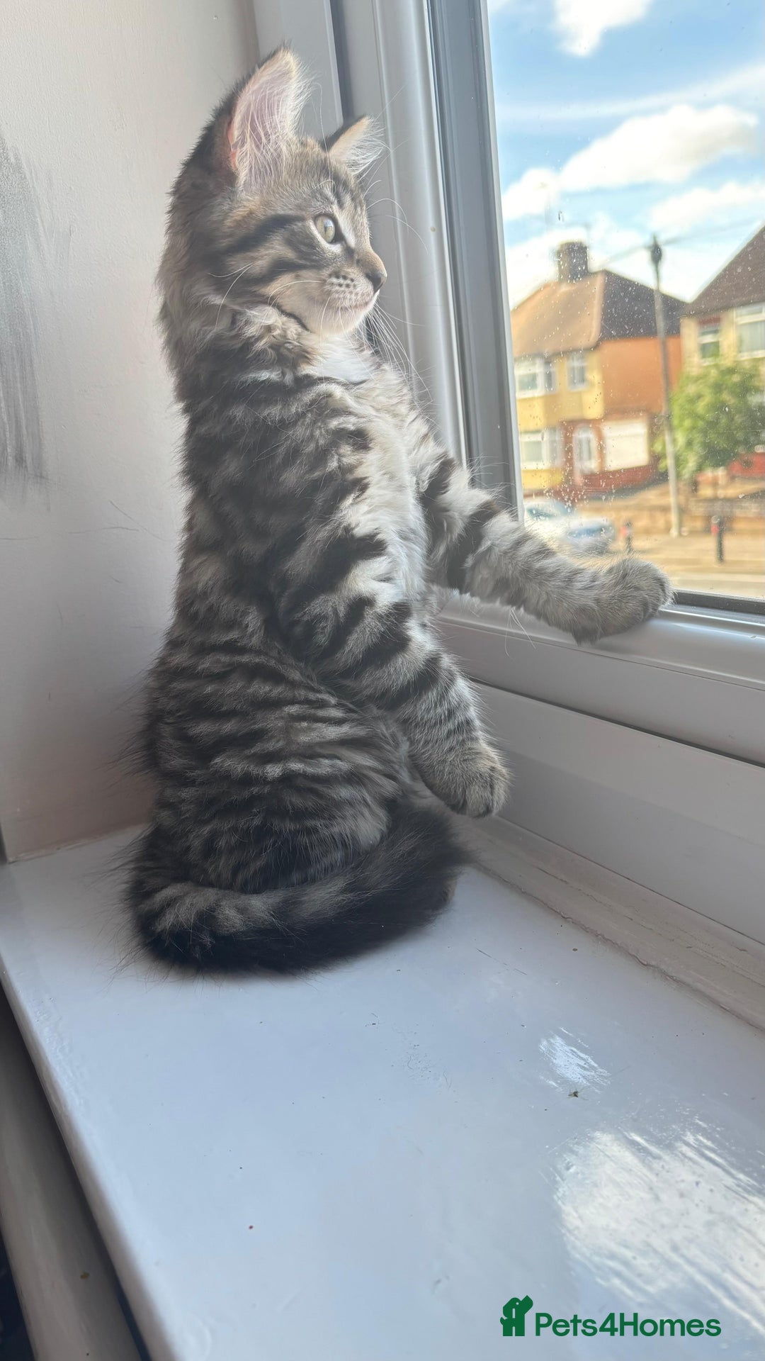 British Shorthair cats for sale: 🐾 Adorable Kittens Looking for  Home! 🐾 - Image 5