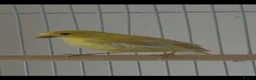 Canaries birds for sale: Three Beautiful Canaries Looking for Loving Homes - Advert 2