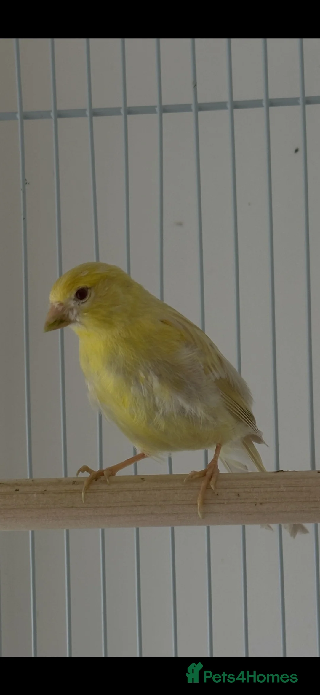 Canaries birds for sale: Three Beautiful Canaries Looking for Loving Homes - Advert 2