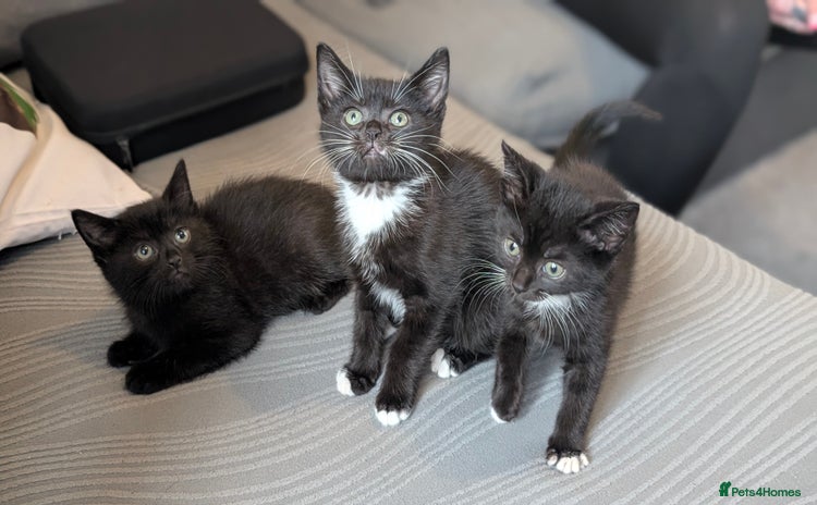 Mixed Breed cats - Advert 13