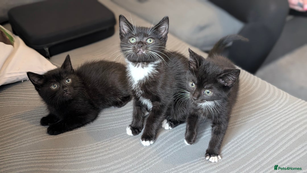 Mixed Breed cats for sale: 🐾 Two adorable kittens boys looking for home - Image 1
