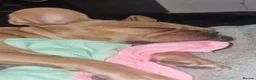 French Bulldog dogs for sale: French bulldogs  in Blackpool - Advert 18