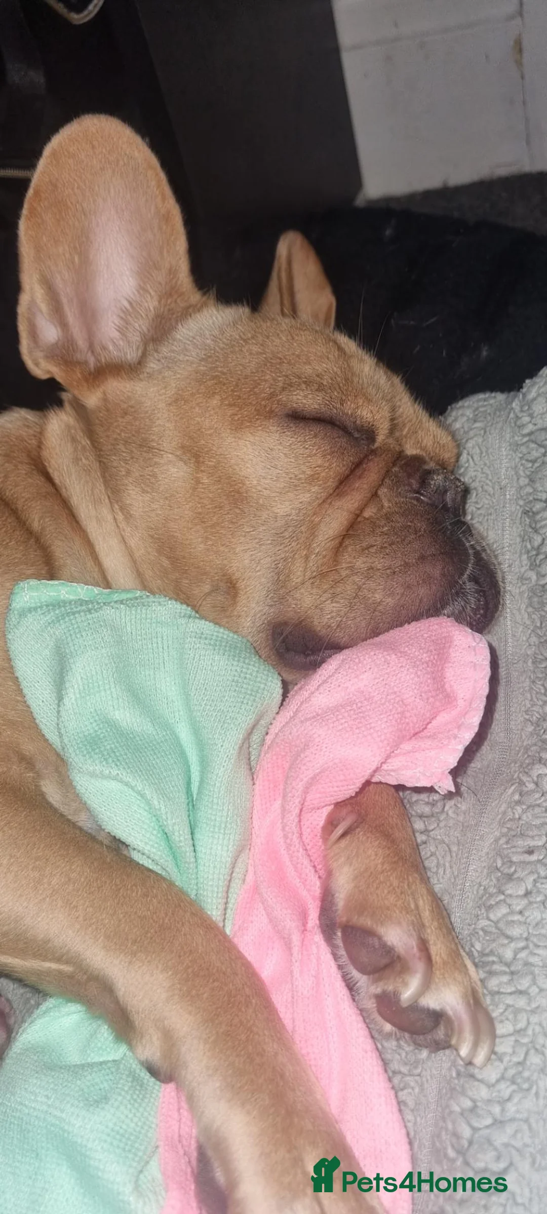 French Bulldog dogs for sale: French bulldogs  in Blackpool - Advert 18