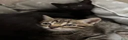 Mixed Breed cats for sale: 5 tabby and black rescue kittens - Advert 6