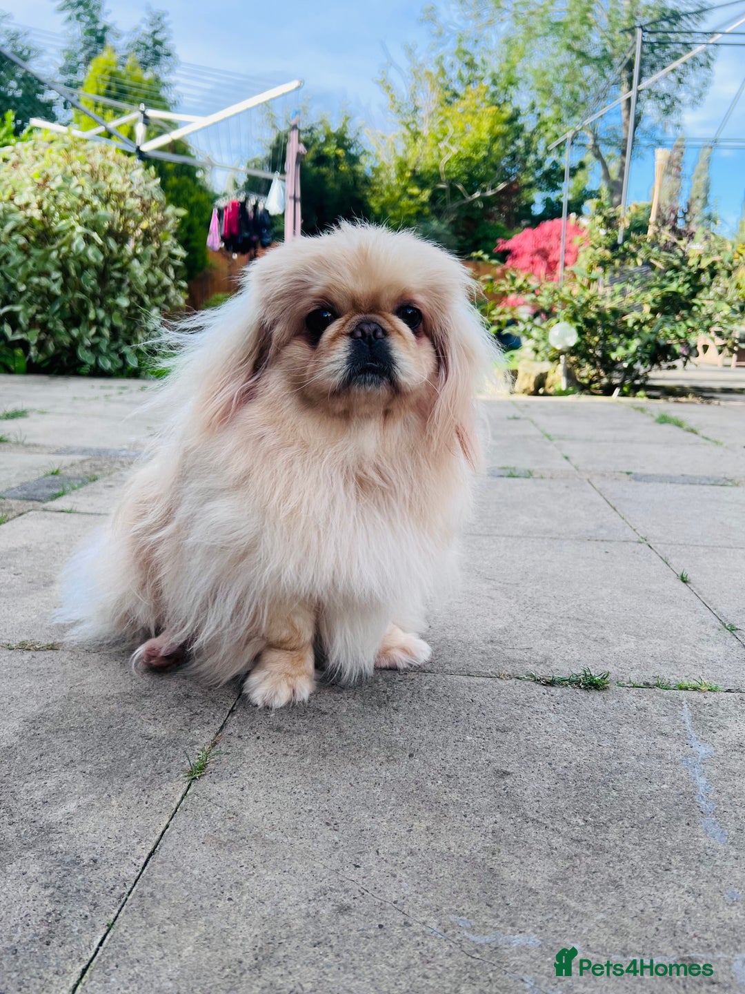 Pekingese dogs for sale: 👑True KC Peke Pups👑 - Advert 12
