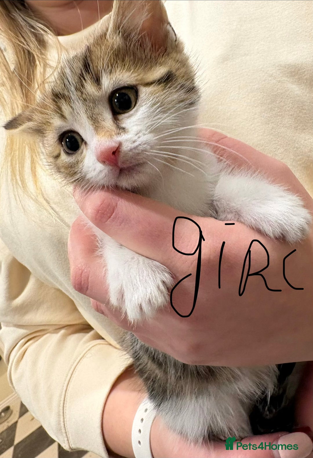 British Shorthair cats for sale: Kittens - Advert 4