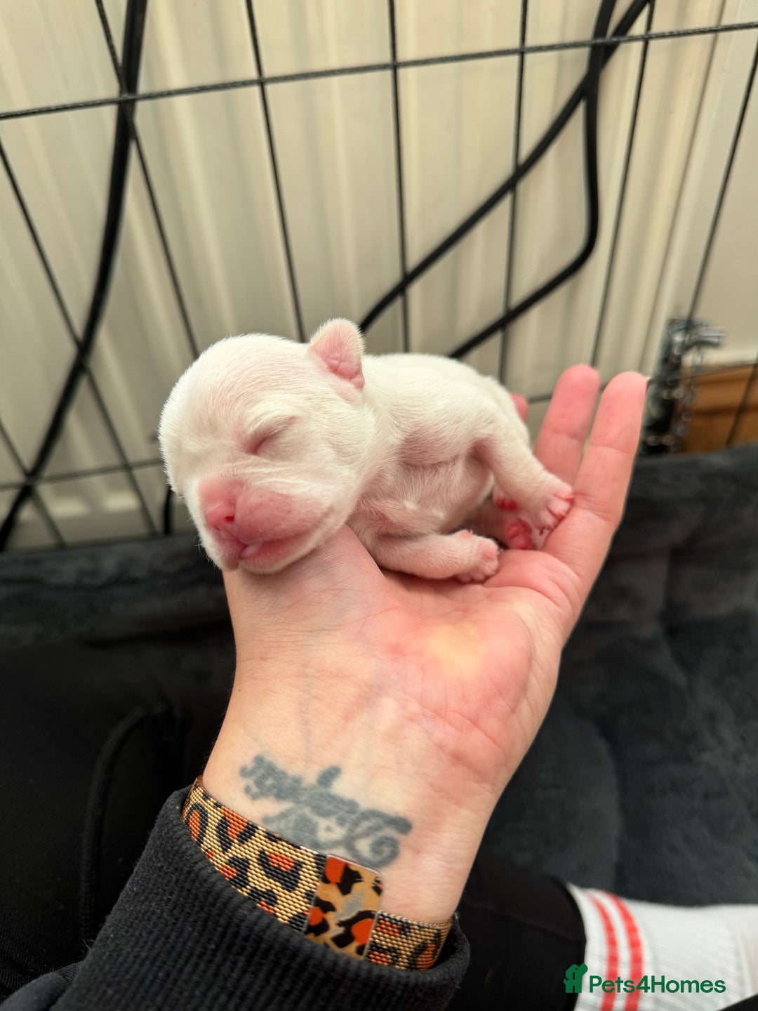 French Bulldog dogs for sale: Last 2 girls left! KC registered French Bulldogs - Advert 7