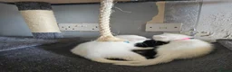Persian cats for sale: Pure white long hair kittens. - Advert 8