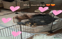 Pomeranian dogs for sale: GEORGEUS LOVELY POMERANIAN PUPPY'S 🐶07587756229🐶 - Image 15