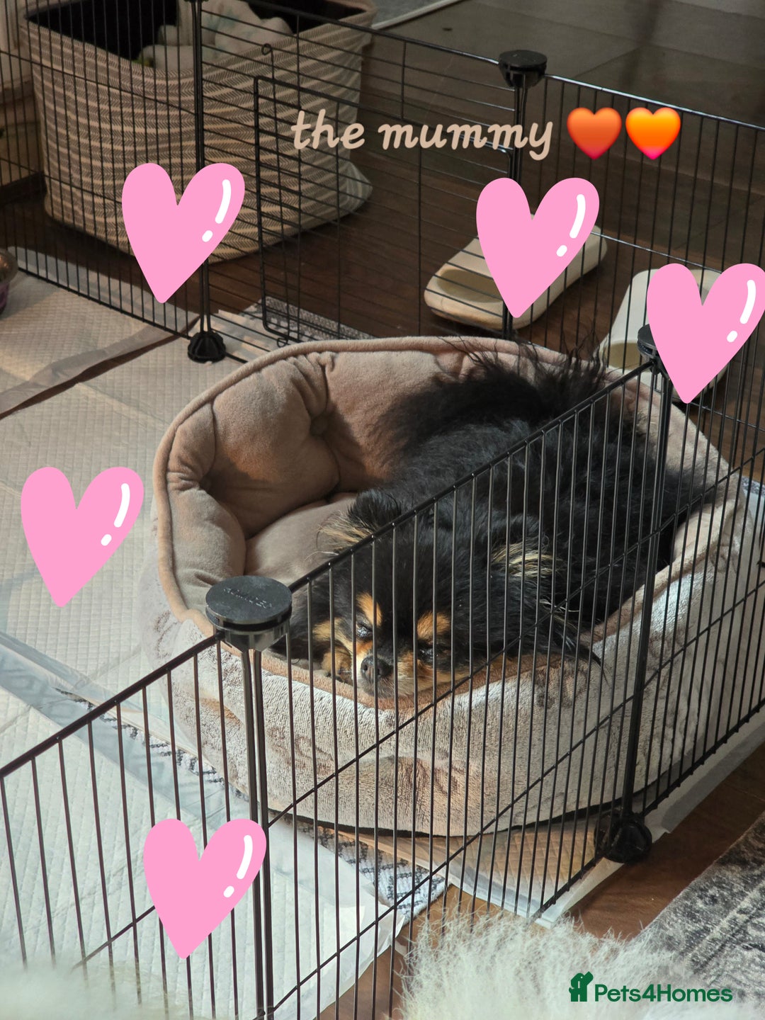 Pomeranian dogs for sale: GEORGEUS LOVELY POMERANIAN PUPPY'S 🐶07587756229🐶 - Image 15