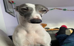 Whippet dogs for sale: Whippet 8 years old - Image 3