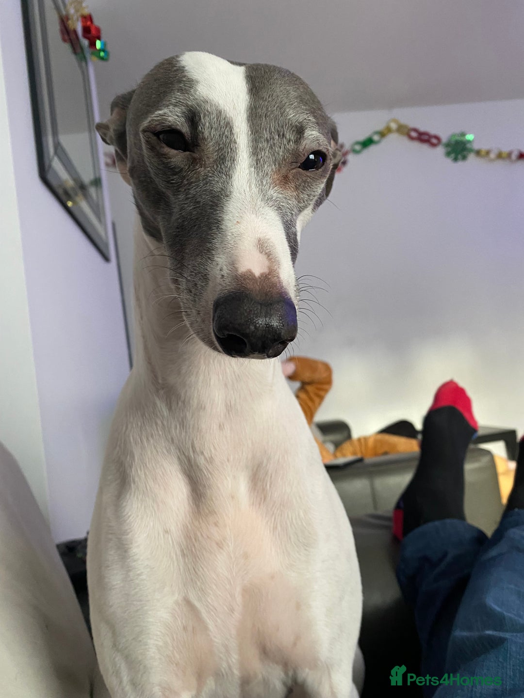 Whippet dogs for sale: Whippet 8 years old - Image 3