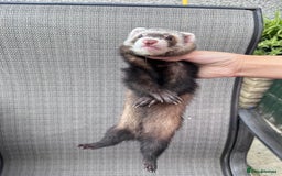 Ferret rodents for sale: Ferret - Image 3