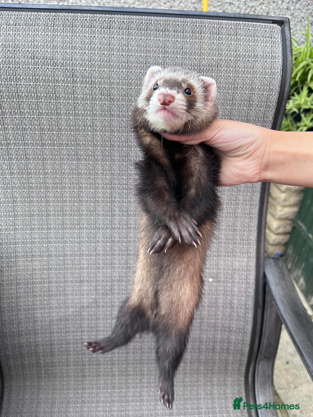 Ferret rodents for sale: Ferret - Image 3