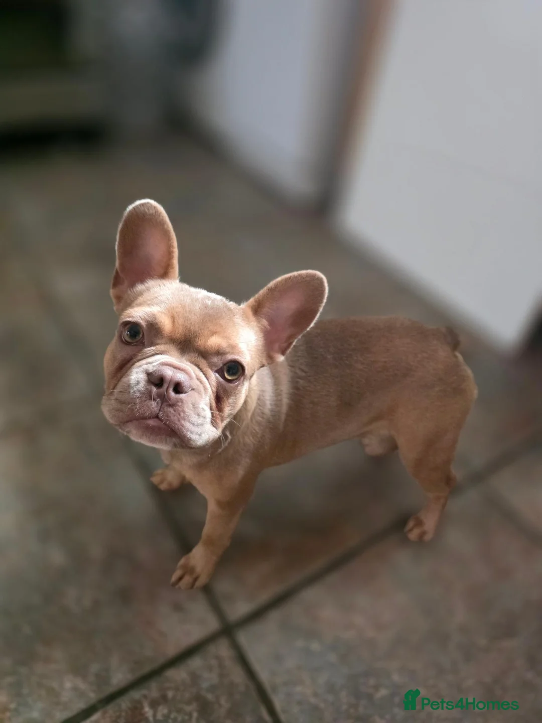 French Bulldog dogs for sale: New Shade Isabella French Bulldog Girl - Advert 1