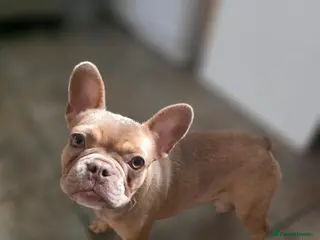 French Bulldog dogs New Shade Isabella French Bulldog Girl - Advert 1