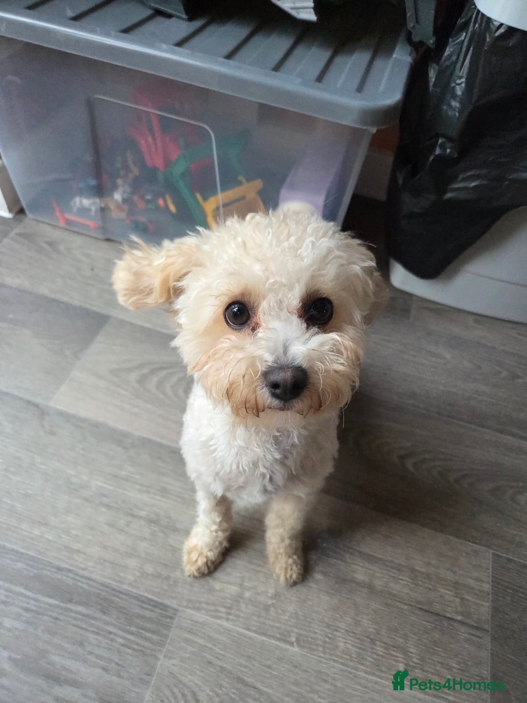 Maltipoo dogs for sale: Maltipoo for adoption - Image 3