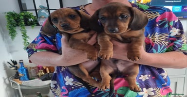 Miniature Dachshund dogs - Advert 7