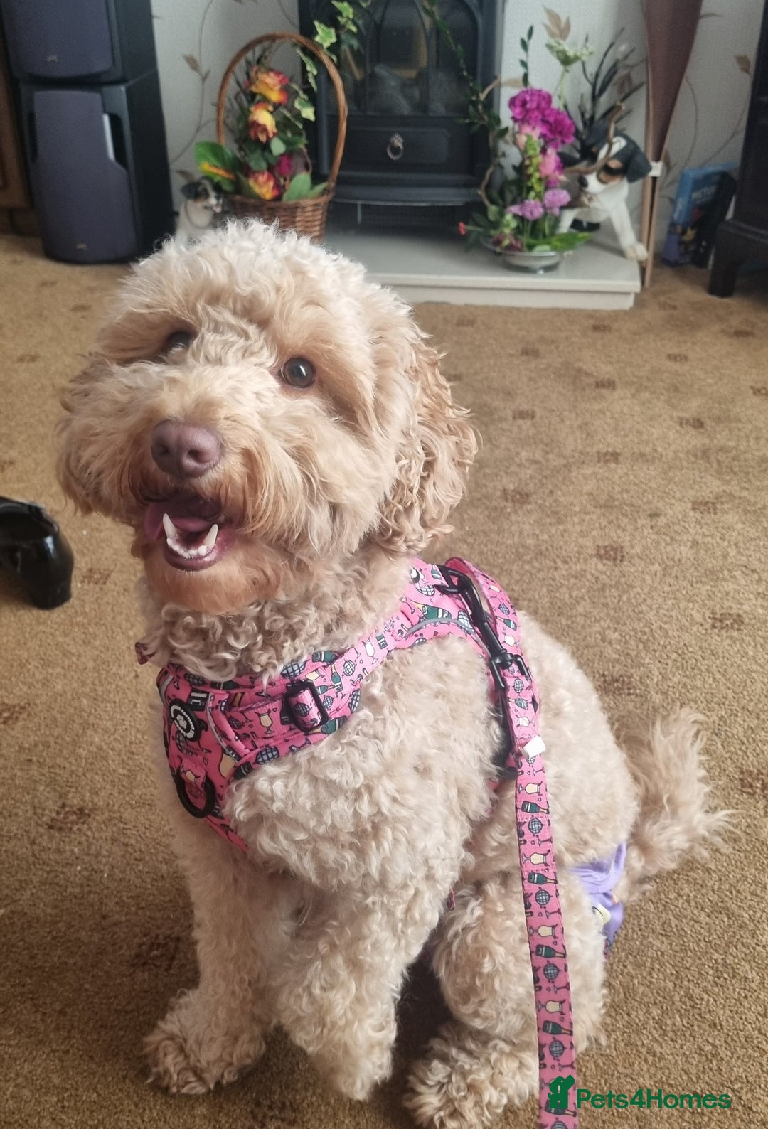 Cockapoo dogs for sale: Health tested F1b Toy / miniature cockapoo puppies - Advert 10