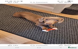 Dachshund dogs for stud: This is Rex - Image 6