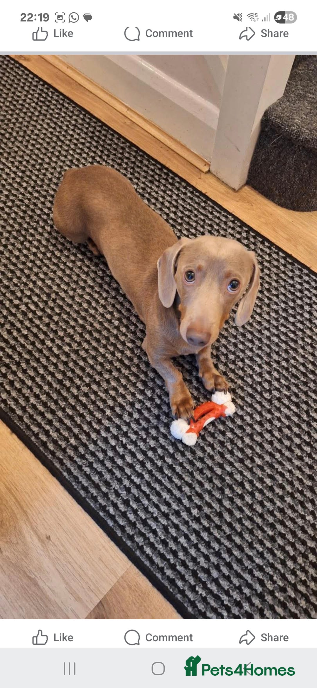 Dachshund dogs for stud: This is Rex - Image 6