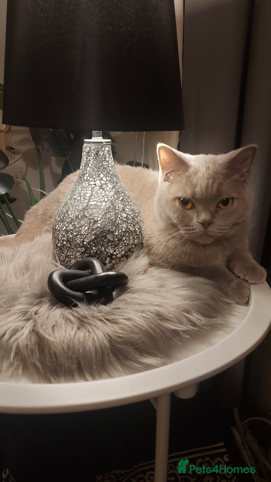 British Shorthair cats for sale: BSH ACTIVE REGISTERED LILAC FEMALE  - Advert 7