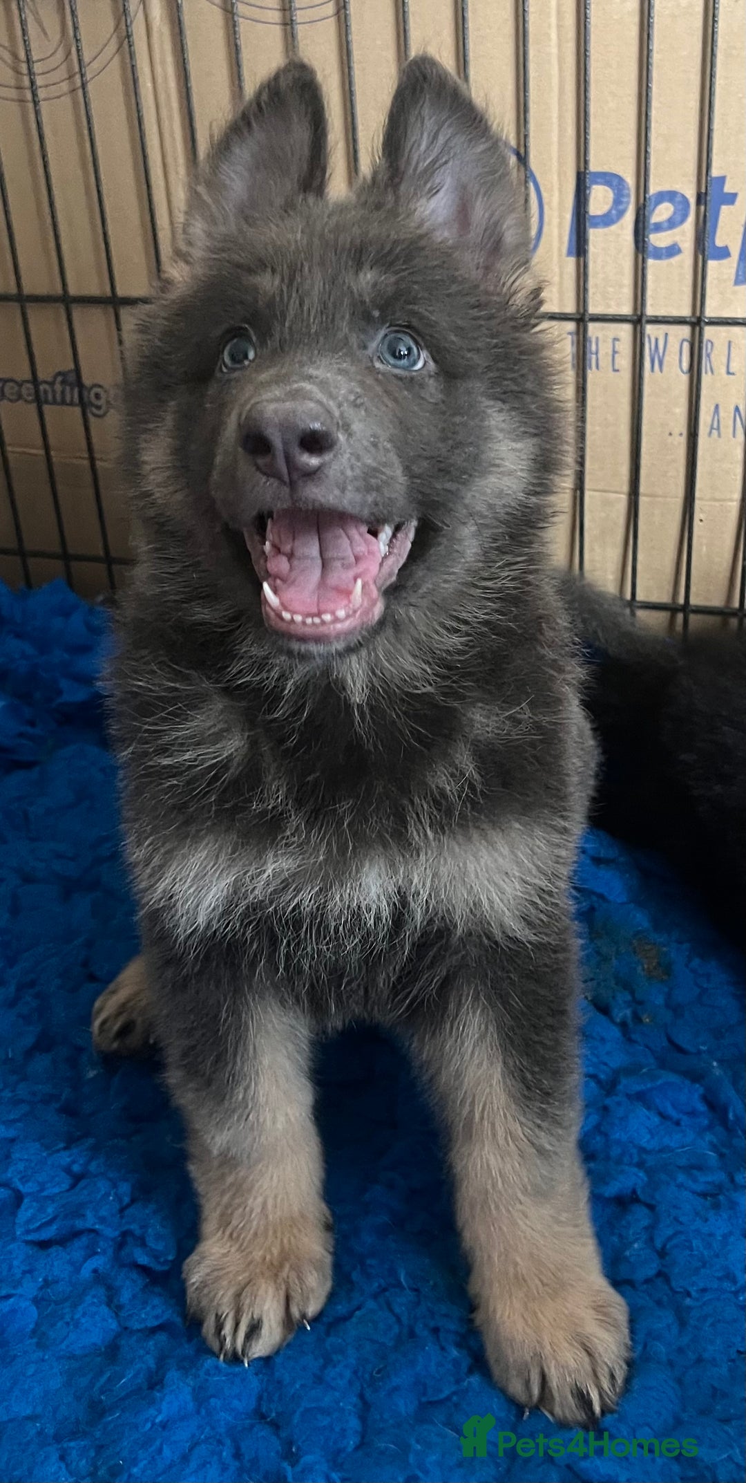 German Shepherd dogs for sale: KC Reg German Shepherd Puppies - Stunning colours  - Image 5