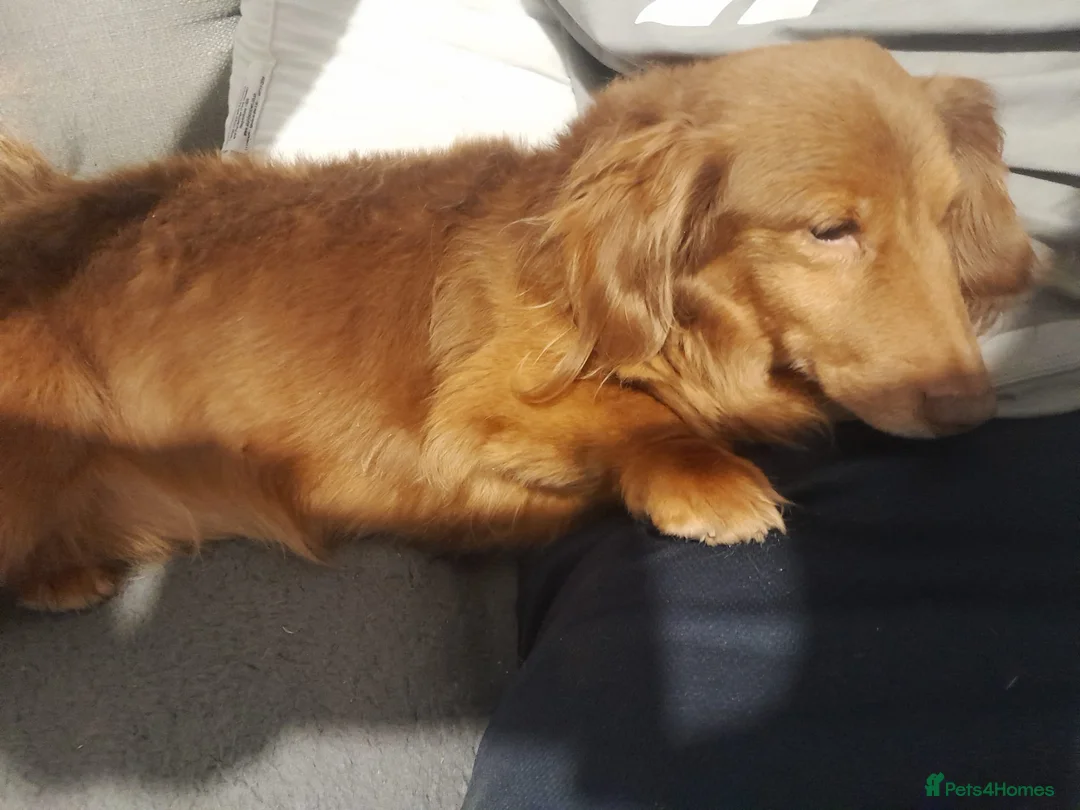 Mixed Breed dogs for sale: Cairn terriers - Advert 33