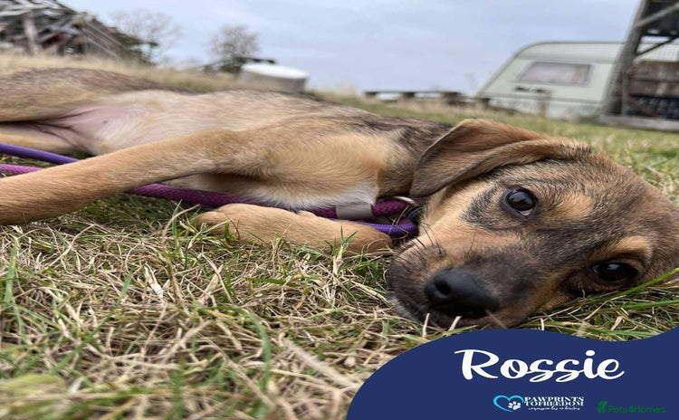 Mixed Breed dogs - Advert 1
