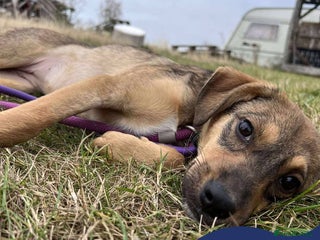 Mixed Breed dogs - Advert 14