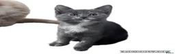 Mixed Breed cats for sale: Ragdoll cross mixed breed stunning kittens  - Advert 4
